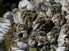 barnacles